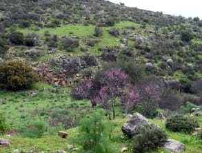 ברק%20מסעות%20בארץ%20הגליל%20,%20דישון